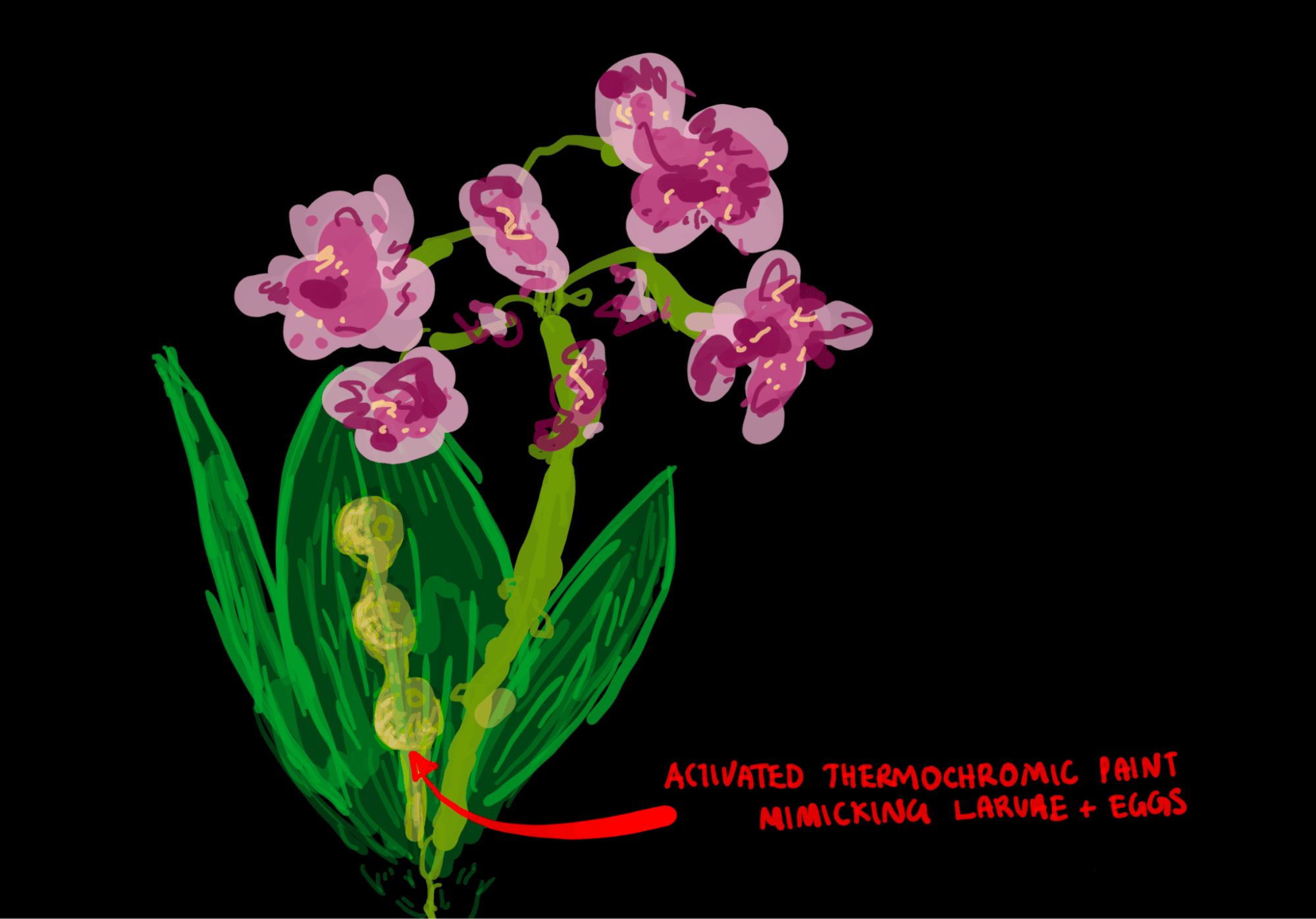 Second Skin for Endangered Orchids: example.