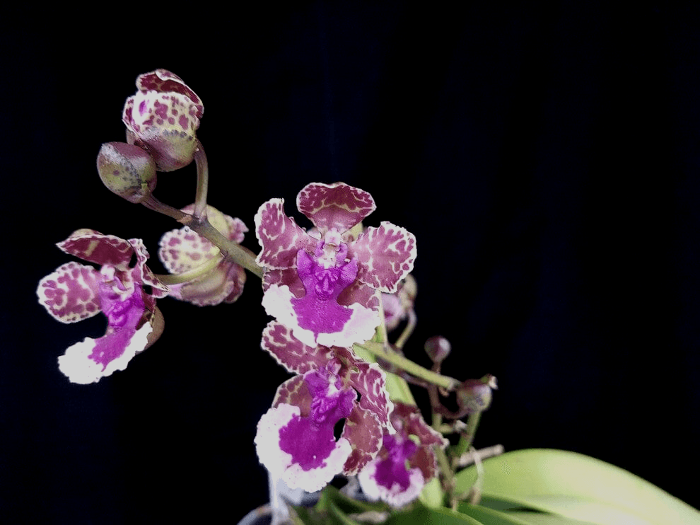 Second Skin for Endangered Orchids project profile image.